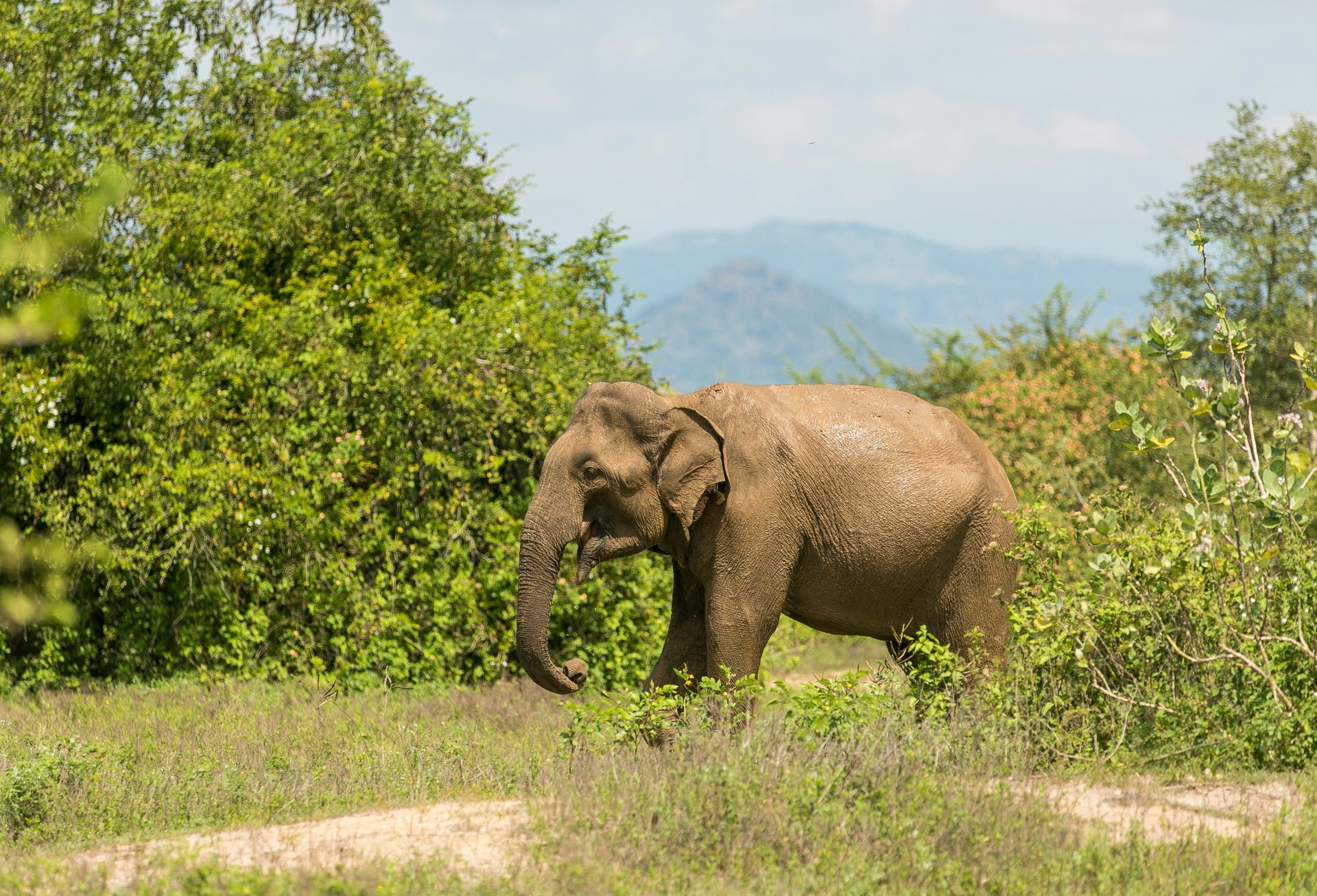 Sri Lanka Safari Guide: Yala, Udawalawe & Wilpattu by Van