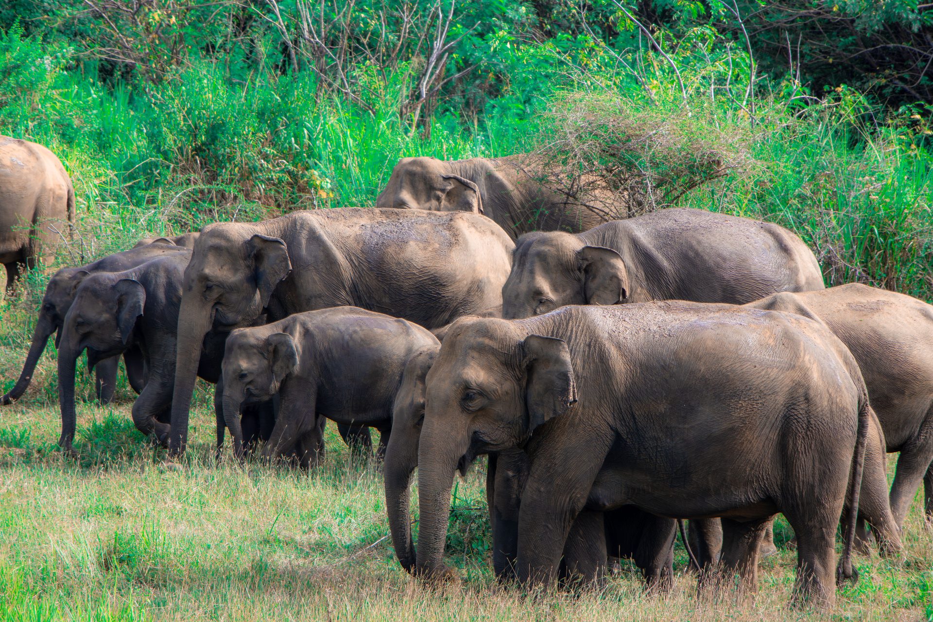 Sri Lanka Flitterwochen: Teeberge, Safari und Südstrände in 8 bis 10 Tagen